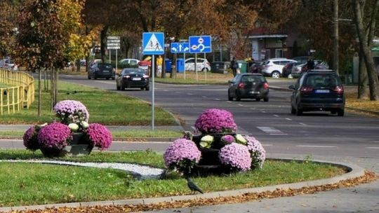 Zimowe nasadzenia w Chełmie