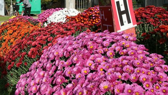 Cmentarz parafialny na os. Włostowice w Puławach