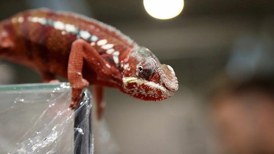 Terrarystyka -Botanika