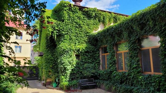 SKLEPY: Piekarnia Kuźmiuk na Furmańskiej – pnącza na budynkach