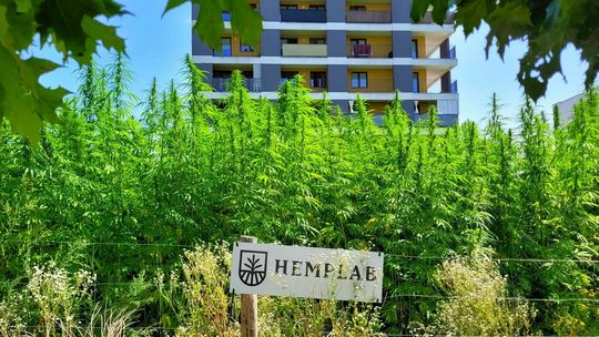 KRAJOBRAZY: Hemplab – pole konopi między Berylową i Jantarową