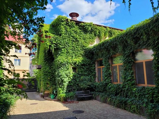 SKLEPY: Piekarnia Kuźmiuk na Furmańskiej – pnącza na budynkach