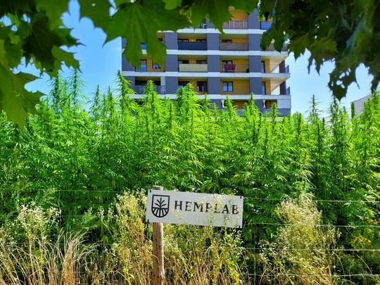 KRAJOBRAZY: Hemplab – pole konopi między Berylową i Jantarową KRAJOBRAZY: Hemplab – pole konopi między Berylową i Jantarową