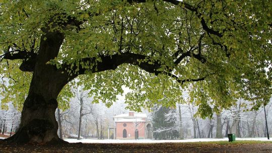 Zima w Parku Czartoryskich