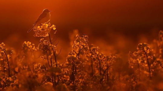Nagrodzone i wyróżnione konkursowe fotografie 