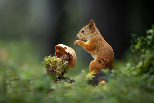 Przyjaciele Przyjaciele