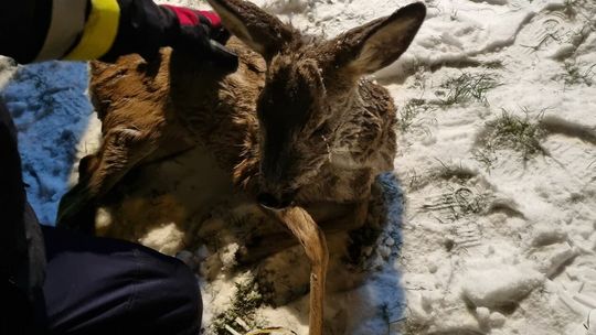 Dzikie zwierzęta w potrzasku