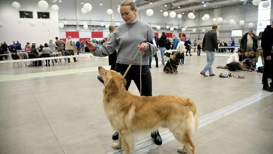 V Międzynarodowa Wystawa Psów Rasowych 