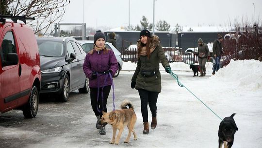 Zoomikołajki w schronisku dla zwierząt Zoomikołajki w schronisku dla zwierząt