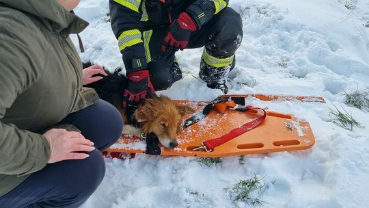 Strażacy uratowali psiaka