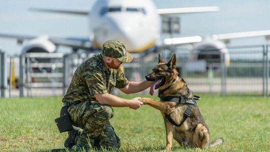 Psy w Straży Granicznej Psy w Straży Granicznej