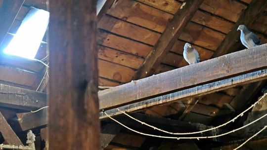 Strych kamienicy przy ul. Rynek 13 opanowany przez gołębie