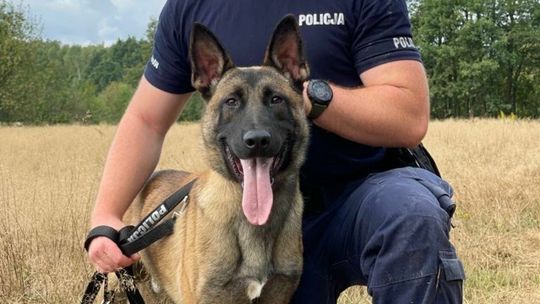 Psy w służbie policji