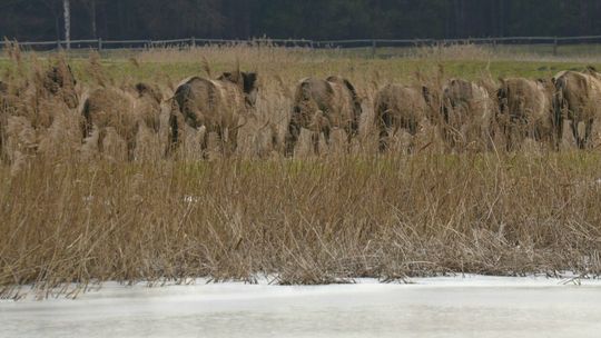 Koniki Polskie w RPN