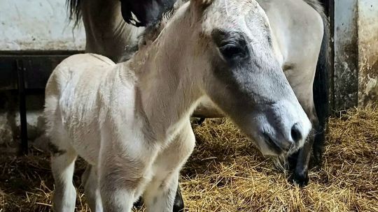 Pierwszy ogierek w stadzie koników polskich w RPN w 2024
