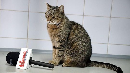 Światowy Dzień Kota Światowy Dzień Kota