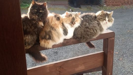 Koty naszych Czytelników