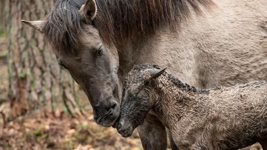Klaczki w hodowli we Floriance