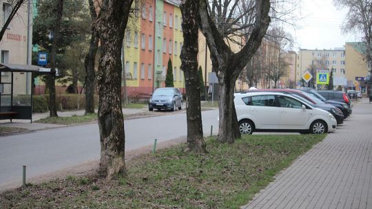 Drzewa przy ulicy Kościuszki w Białej Podlaskiej 