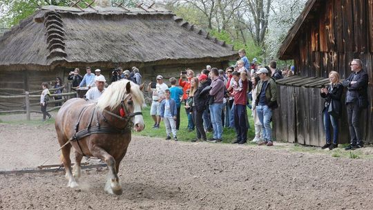 Pokaz wiosennych prac polowych w Muzeum Wsi Lubelskiej