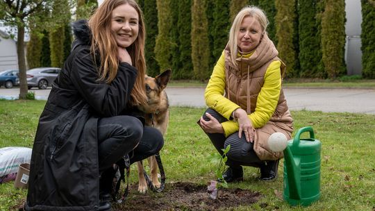 Nowe magnolie na KUL