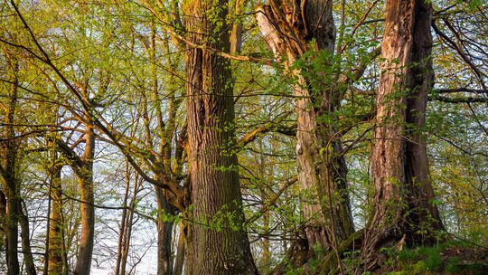 Stojeszyn. Park podworski 