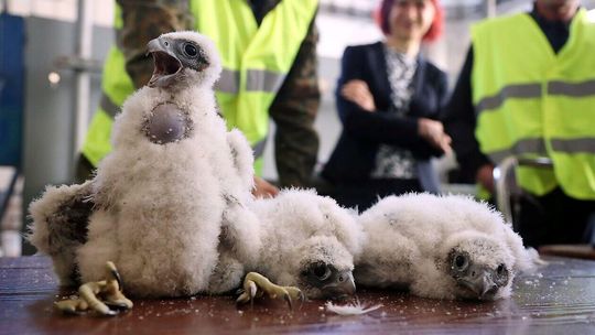 Obrączkowanie lubelskich sokołów Obrączkowanie lubelskich sokołów