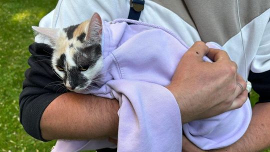 Kot zawisł na smyczy na drzewie