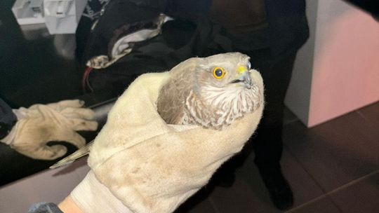 Nietypowy gość przyleciał na zakupy