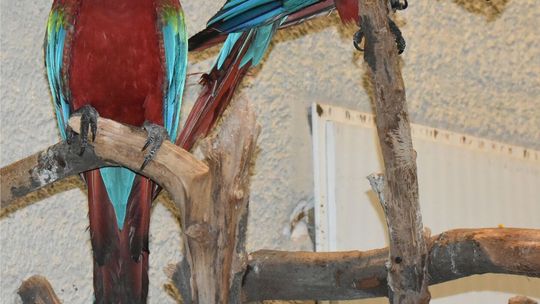 Nowi mieszkańcy zamojskiego zoo