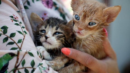 Zwierzaki do adopcji Zwierzaki do adopcji