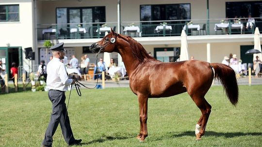 Prezentacja koni przed aukcją Pride of Poland 2024