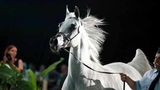 Aukcja Pride of Poland 2024