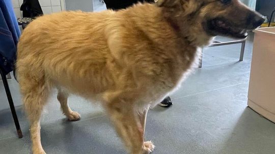 Psiaki z lubelskiego schroniska polecają się do adopcji