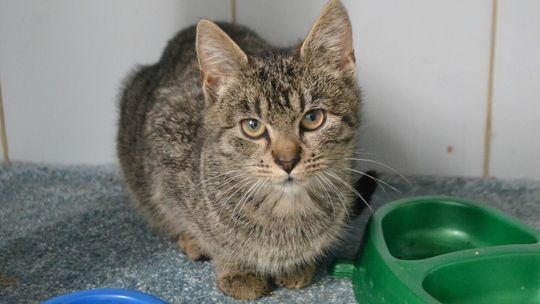 Koty do adopcji ze Schroniska dla Bezdomnych Zwierząt w Lublinie
