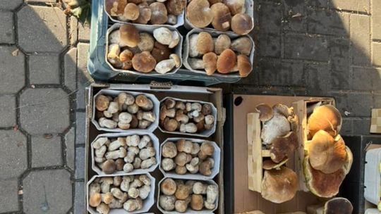 Lubelskie: W lasach pojawiły się grzyby