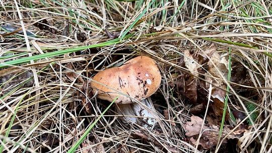 Grzyby w województwie lubelskim