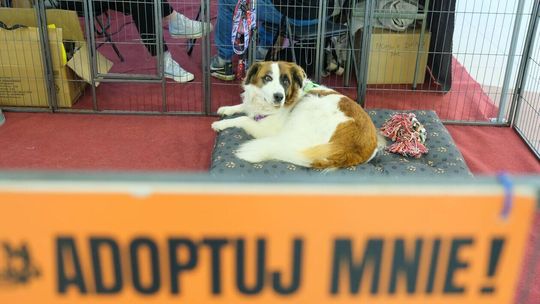 Zwierzolublin w Olimpie