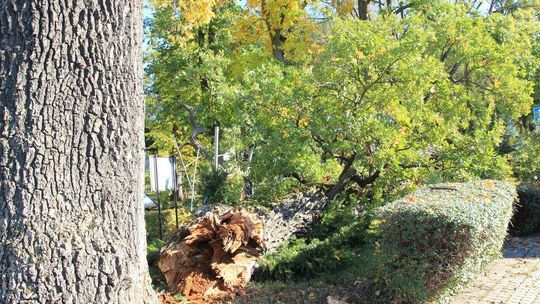 Pomnikowy dąb złamał się w pół