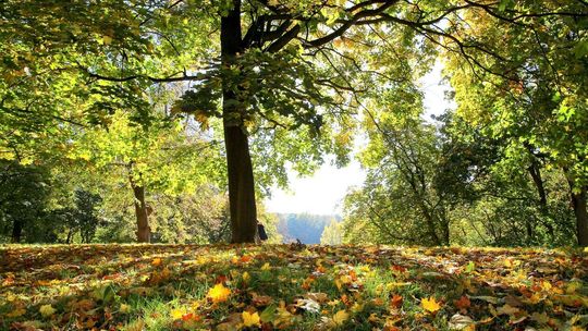 Kolory jesieni w Puławach