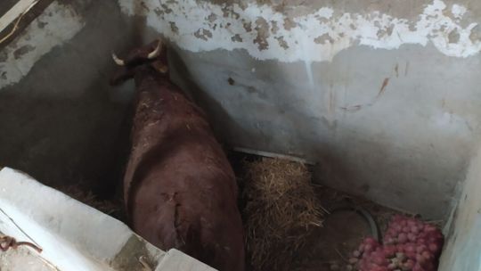 Akcja ratowania krowy