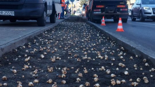 Akcja ukwiecania ulicy Piłsudskiego w Hrubieszowie