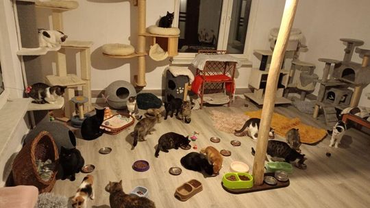 Tak zmieniała się kociarnia