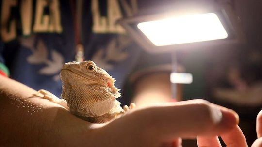 EGZOTYCZNE ZWIERZETA