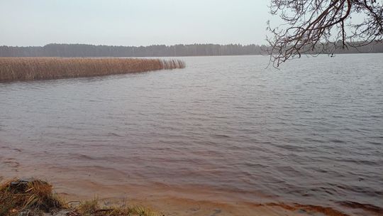 Zarybianie jeziora Czarne Sosnowickie Zarybianie jeziora Czarne Sosnowickie