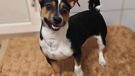 psy ze schroniska dla zwierząt w Lublinie do adopcji psy ze schroniska dla zwierząt w Lublinie do adopcji