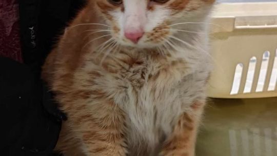 Koty do adopcji ze Schroniska dla Bezdomnych Zwierząt w Lublinie