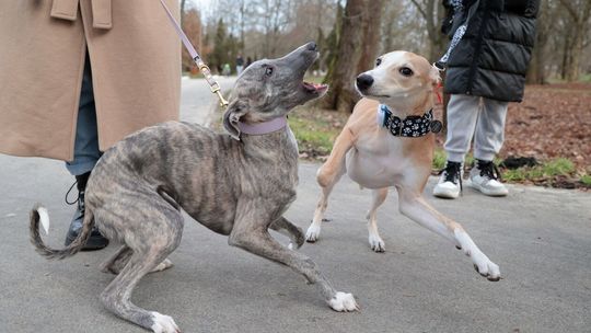 33 finał Wielkiej Orkiestry Świątecznej Pomocy w Lublinie