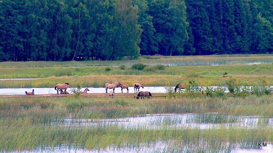 Roztoczański Park Narodowy
