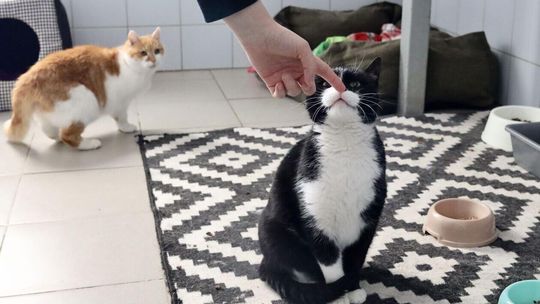 Światowy Dzień Kota w lubelskim Schronisku dla Bezdomnych Zwierząterii